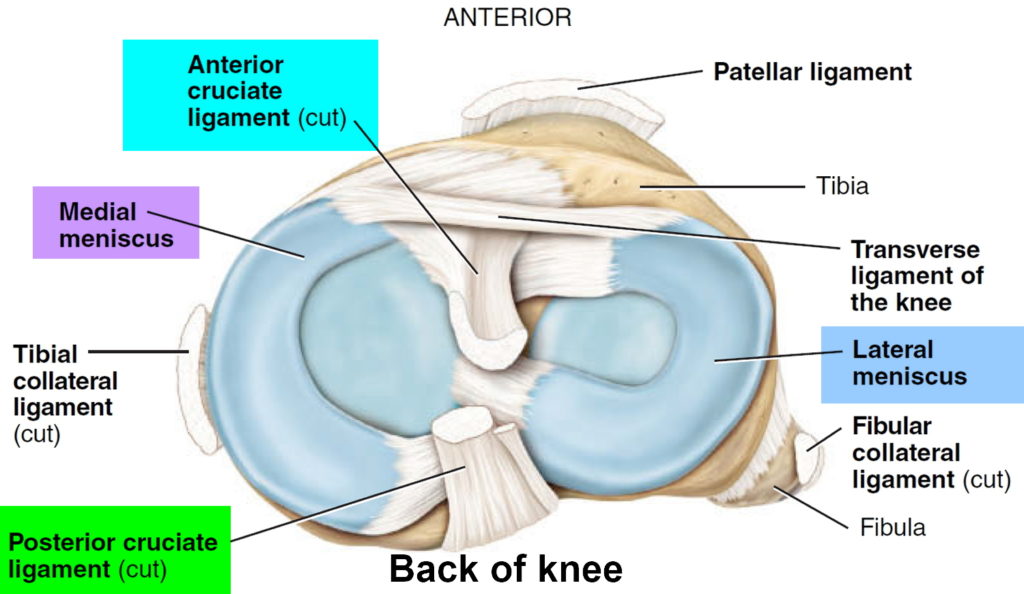 Anatomy Of The Knee Diagram Torn Meniscus