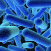 listeria bacteria