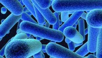 listeria bacteria