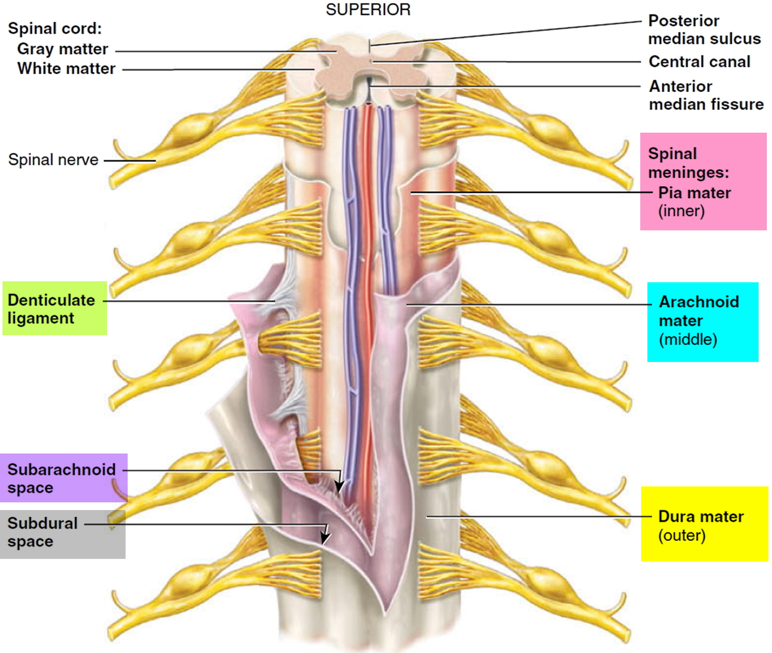 List 105+ Pictures label the spinal cord meninges and spaces. Full HD, 2k, 4k