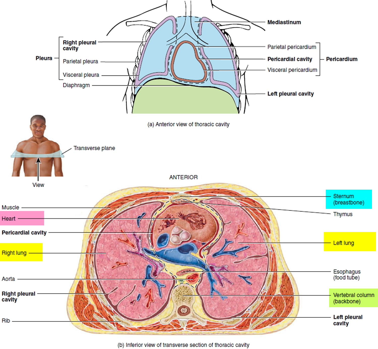 important organs behind the sternum