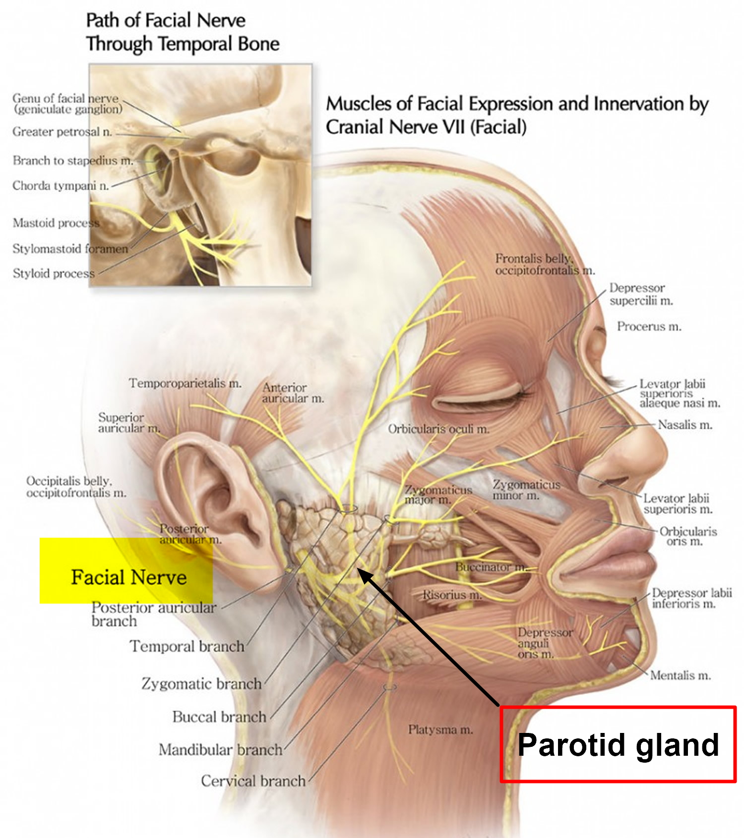 parotid gland and facial nerve