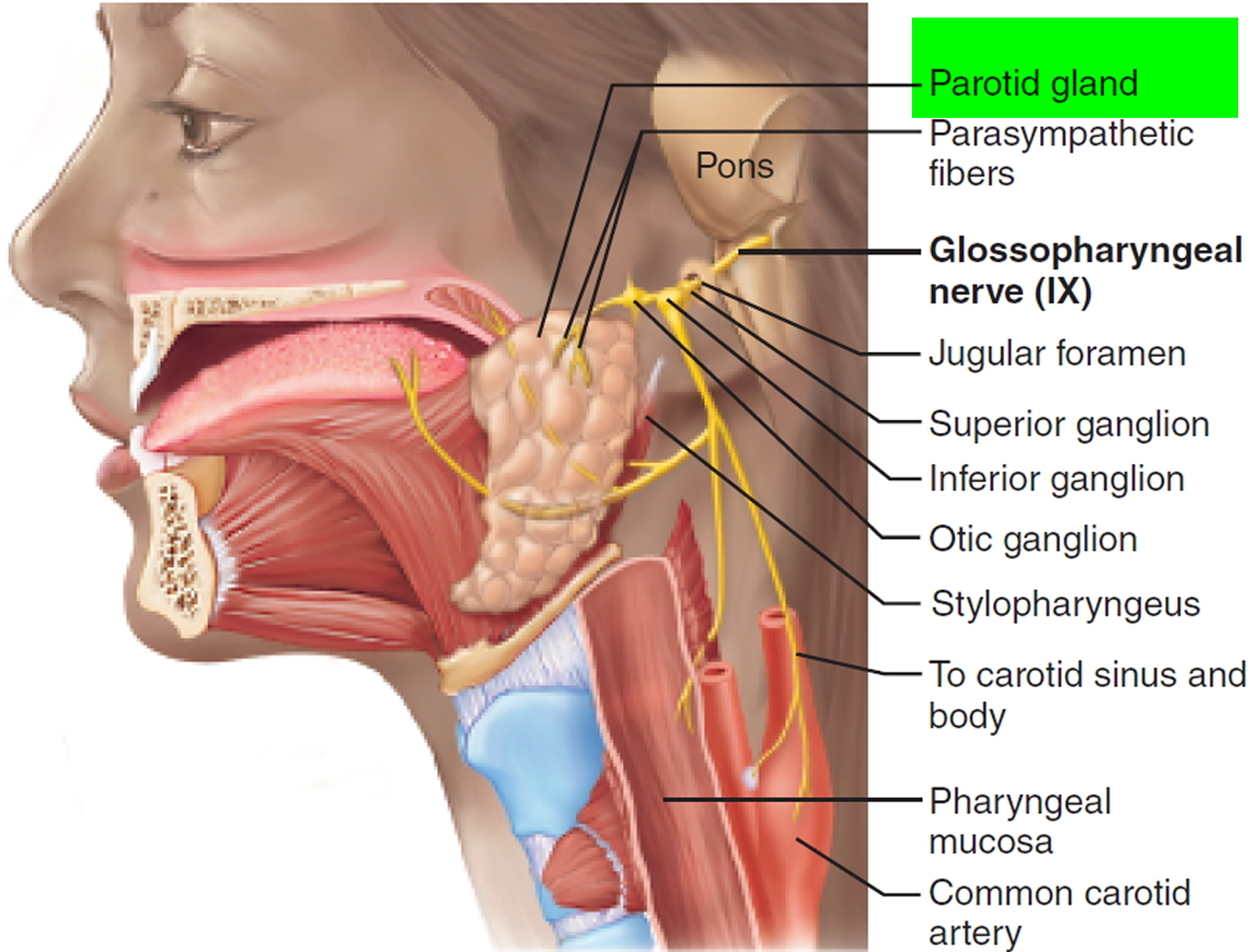 parotid-tumor-causes-symptoms-diagnosis-surgery