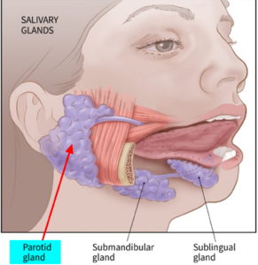 parotid gland tumor nerve passes