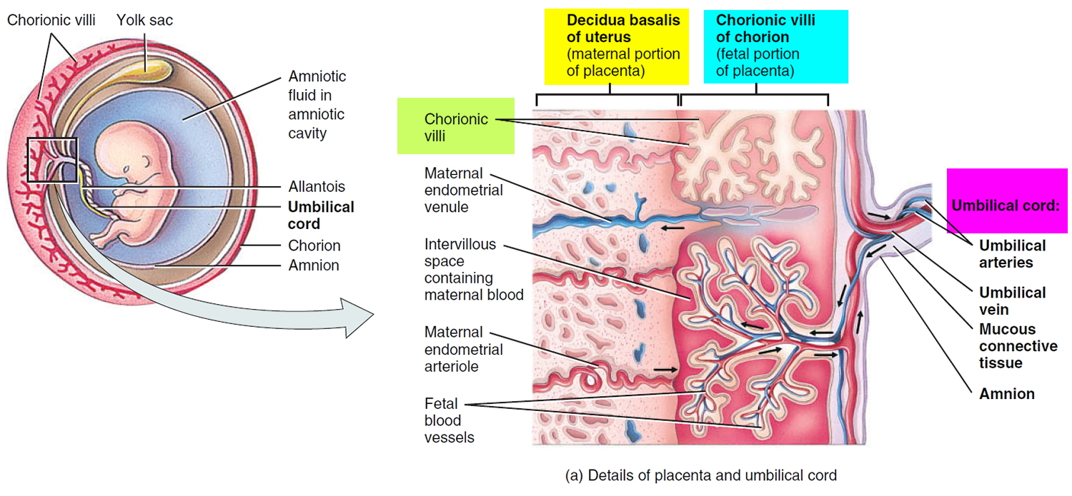 Define Placenta Accreta