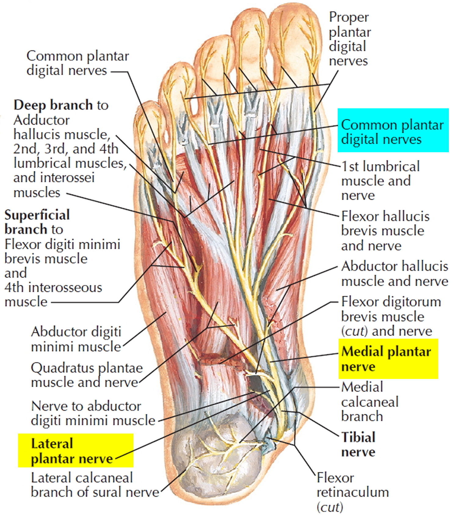 Origin Of Medial And Lateral Plantar Arteries