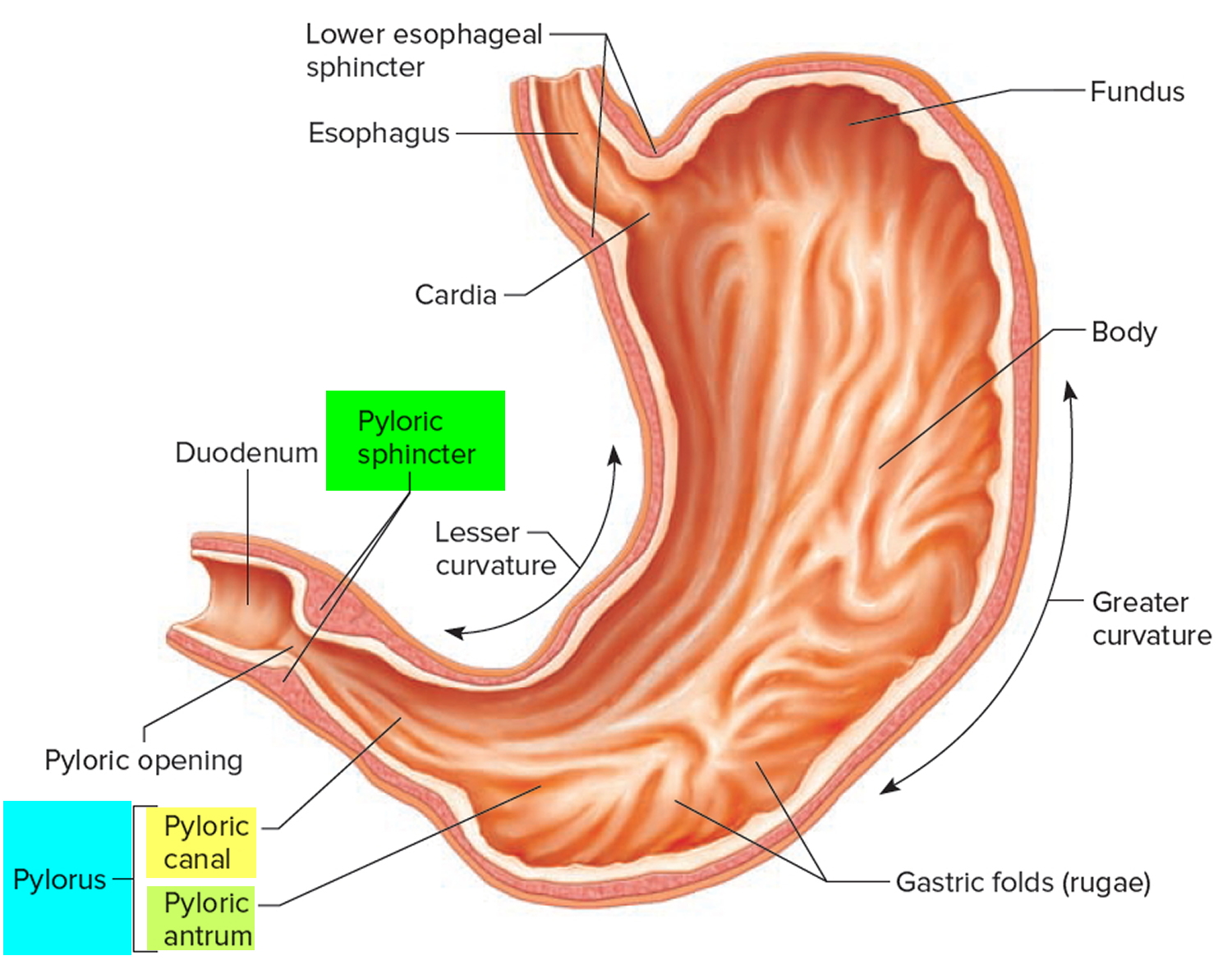 Pylorus of the stomach