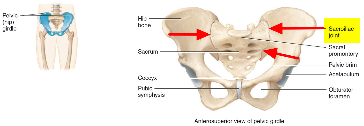 Sacroiliitis Causes Symptoms Diagnosis Exercises Treatment