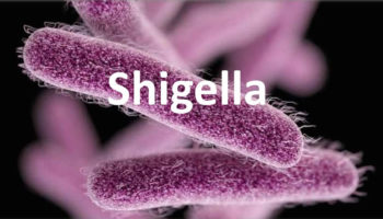 shigella