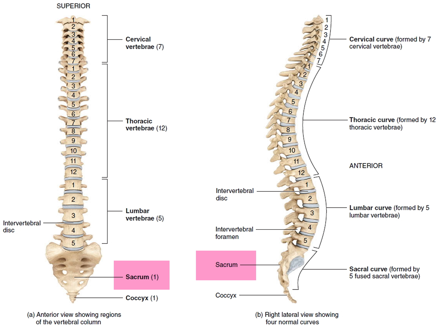 Chordoma Cancer - Causes, Symptoms, Life Expectancy, Treatment