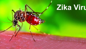 zika virus