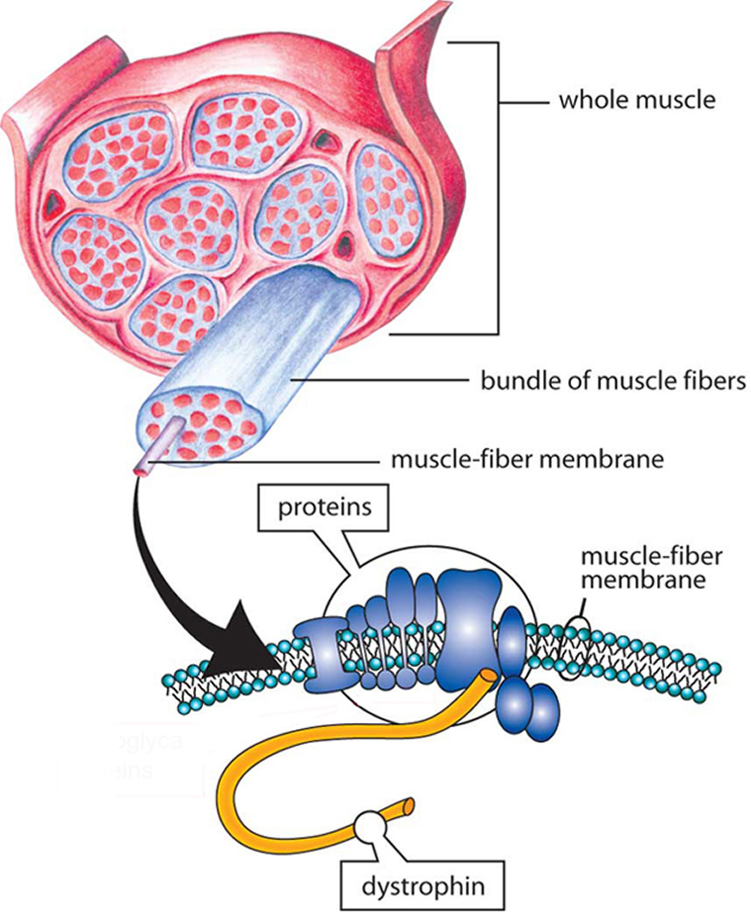 Muscular Dystrophy Causes Types Symptoms Prognosis Treatment 5230