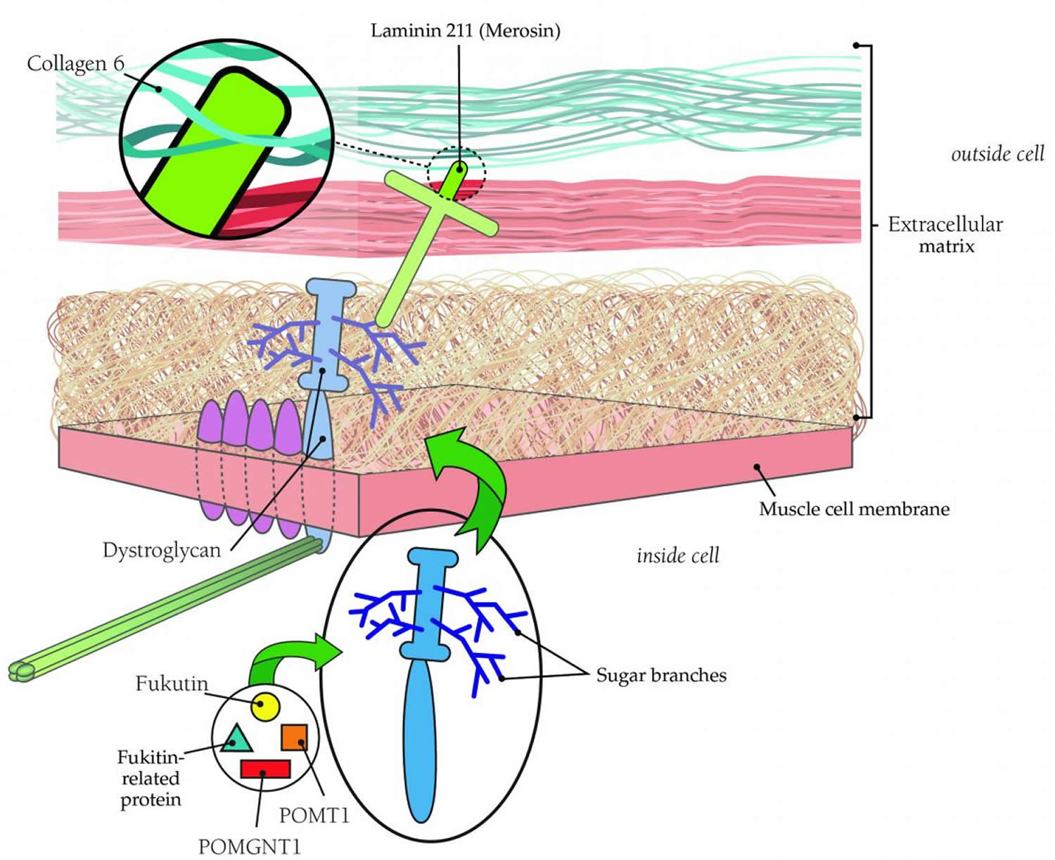 muscular-dystrophy-causes-types-symptoms-prognosis-treatment