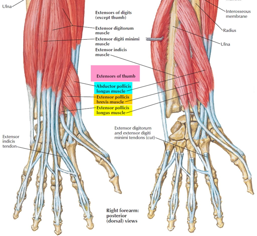 De Quervain’s Tenosynovitis - Causes, Symptoms, Test, Exercise, Surgery