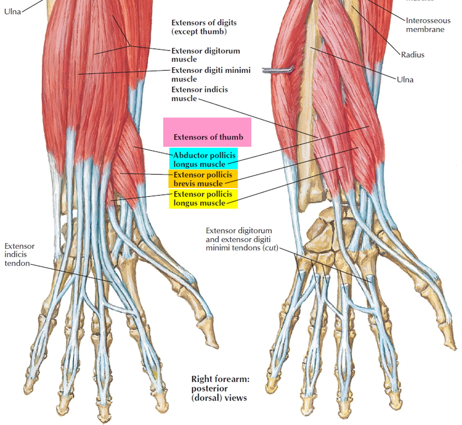 De Quervain Syndrome Causes Symptoms Diagnosis Treatment Exercises 