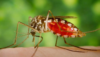 Japanese encephalitis