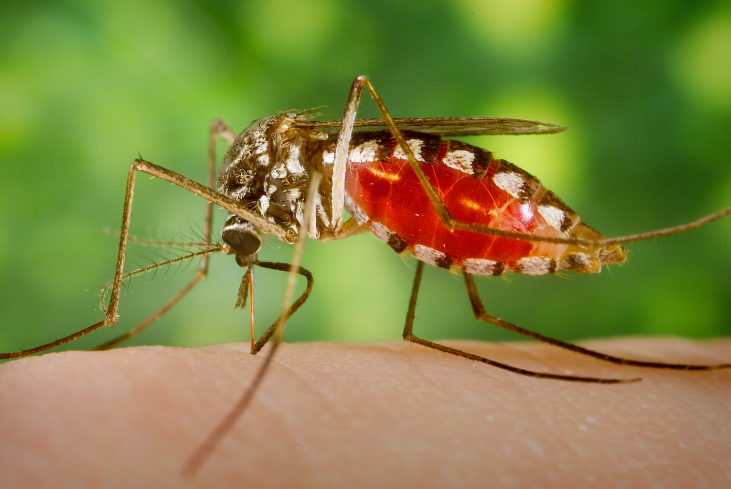 Комары переносчики заболеваний. Armigeres subalbatus. Комар. Комар обыкновенный. Красный комар.
