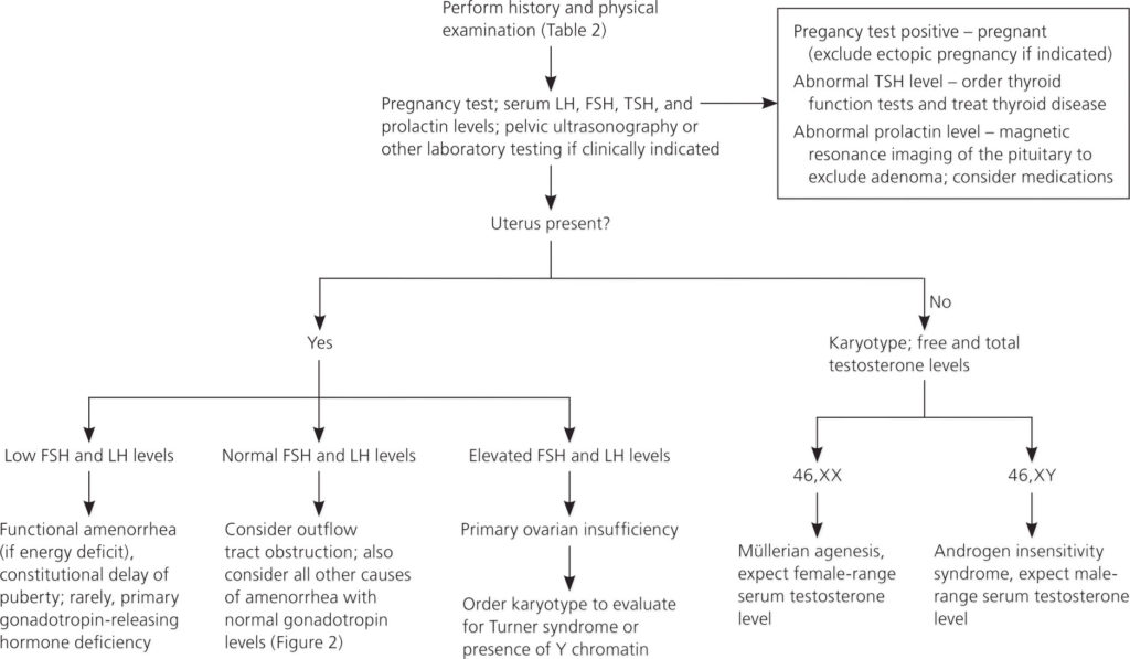 Amenorrhea - Causes, Symptoms, Diagnosis, Treatment