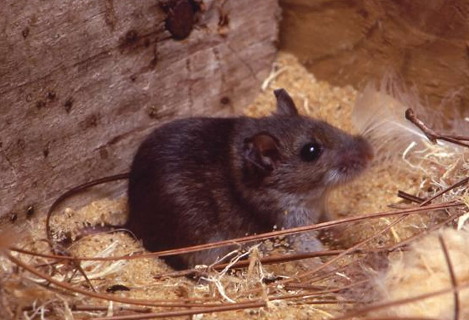 North American deer mouse - Peromyscus maniculatus