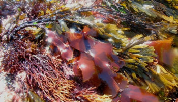 dulse