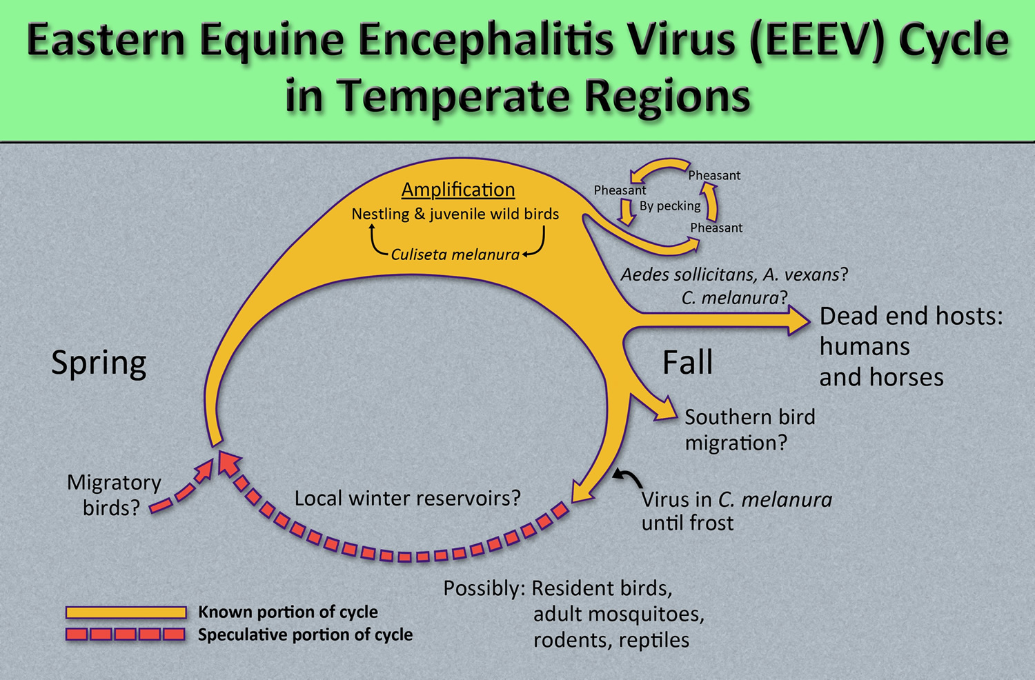 Eastern equine encephalitis virus lifecycle