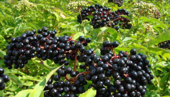 elderberry