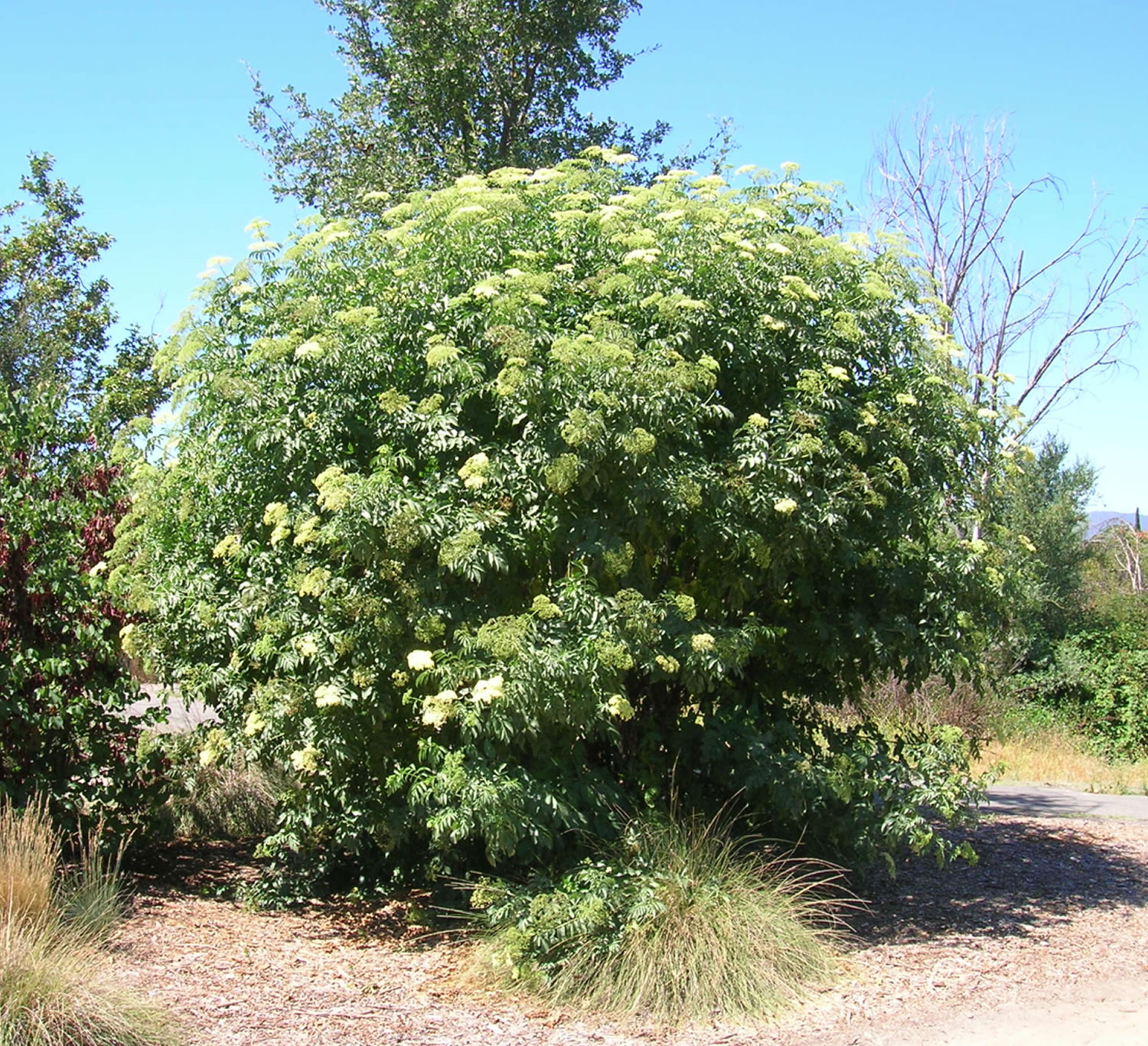 Бузина Aureovariegata