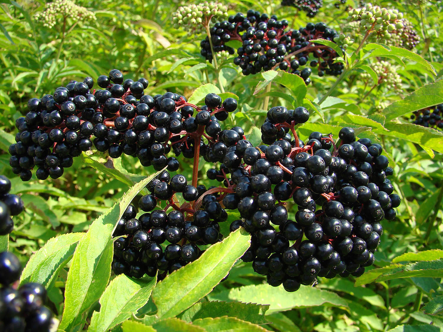 Elderberry Supplement, Tea, Extract, Uses & Nutritional Facts