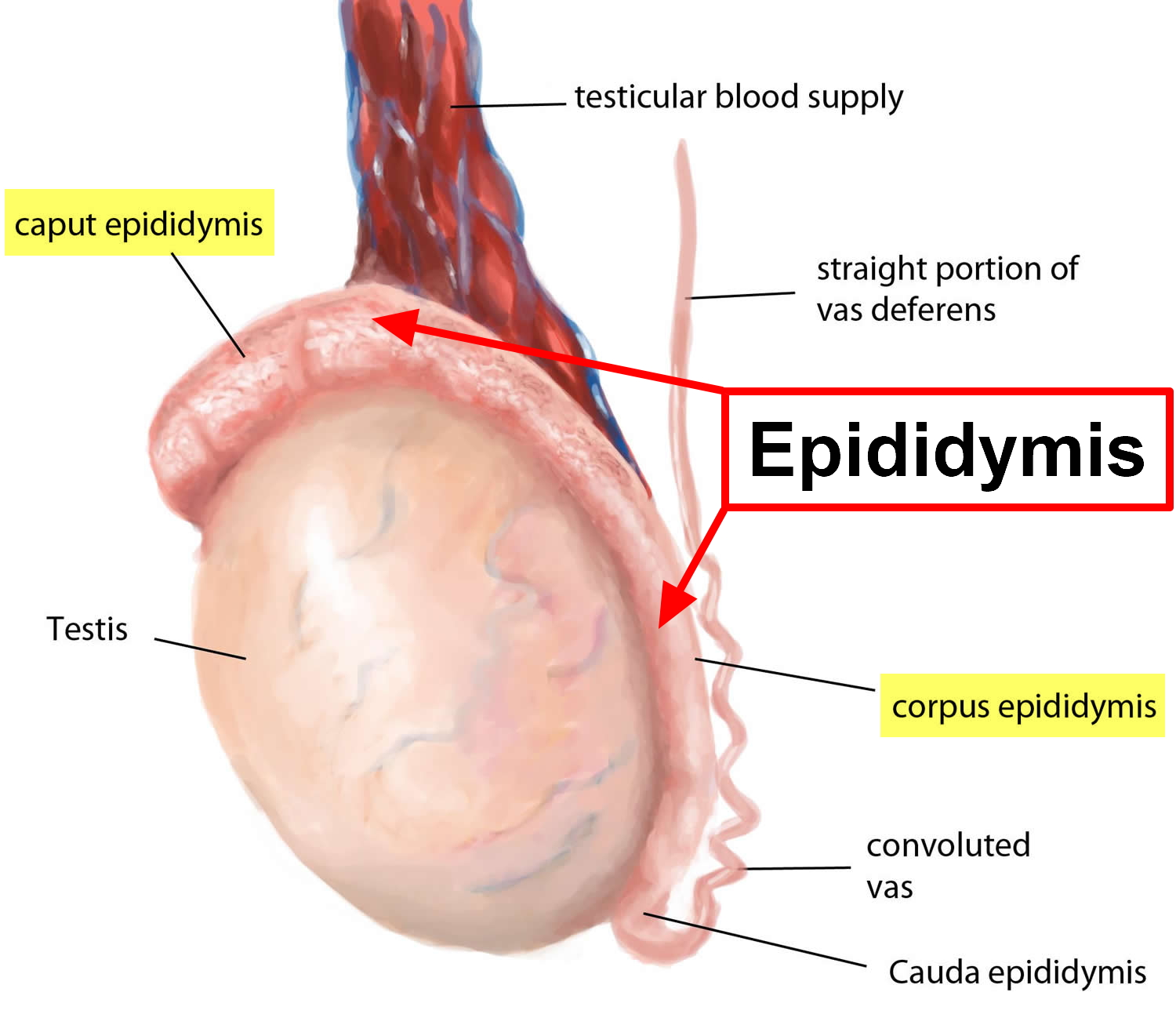 epididymis swollen
