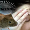 hantavirus pulmonary syndrome