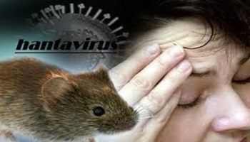hantavirus pulmonary syndrome