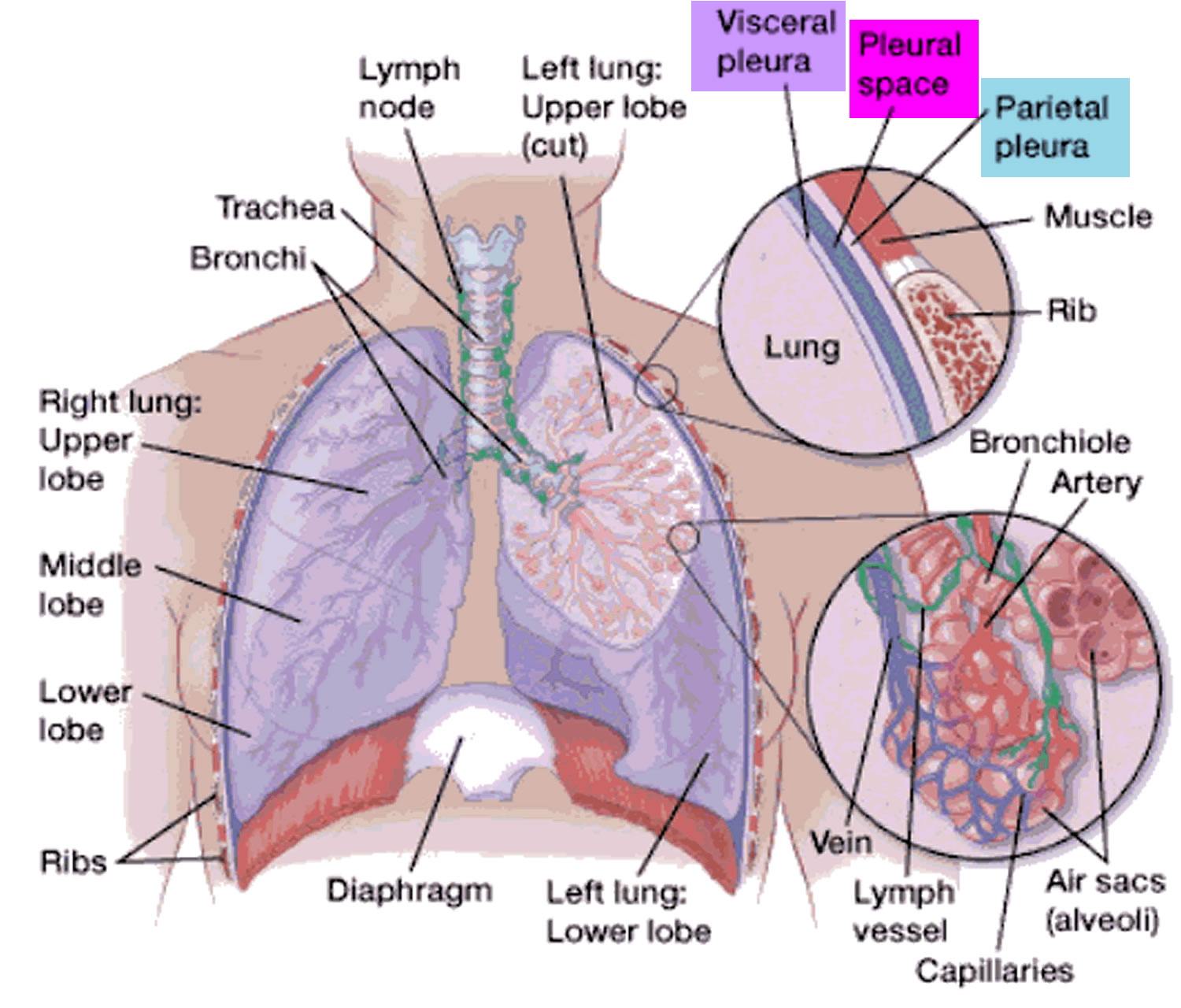 Lungs pleura and pleural cavity