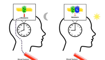 melatonin
