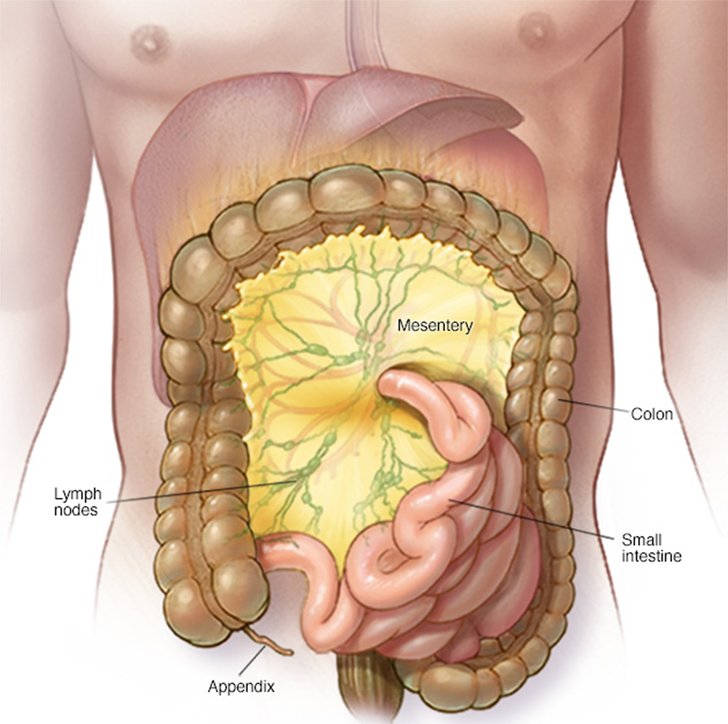 Is Mesenteric Lymph Nodes Curable