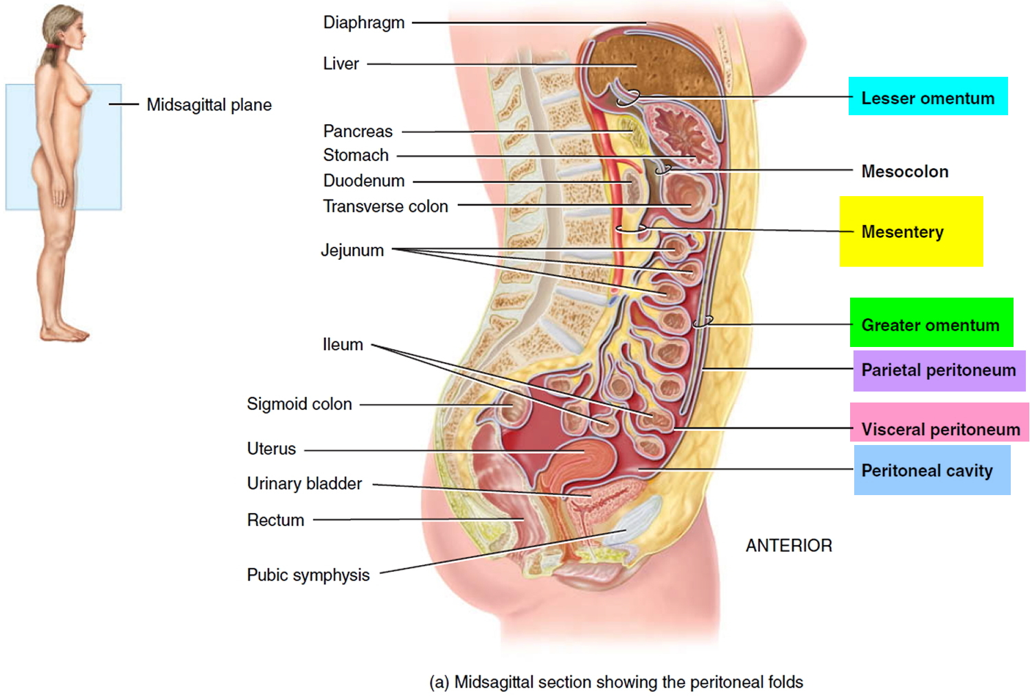 Peritoneum