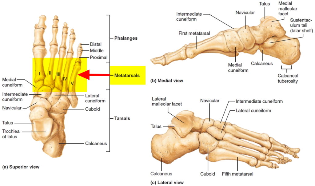 Metatarsalgia - Causes, Symptoms, Treatment, Home Remedies