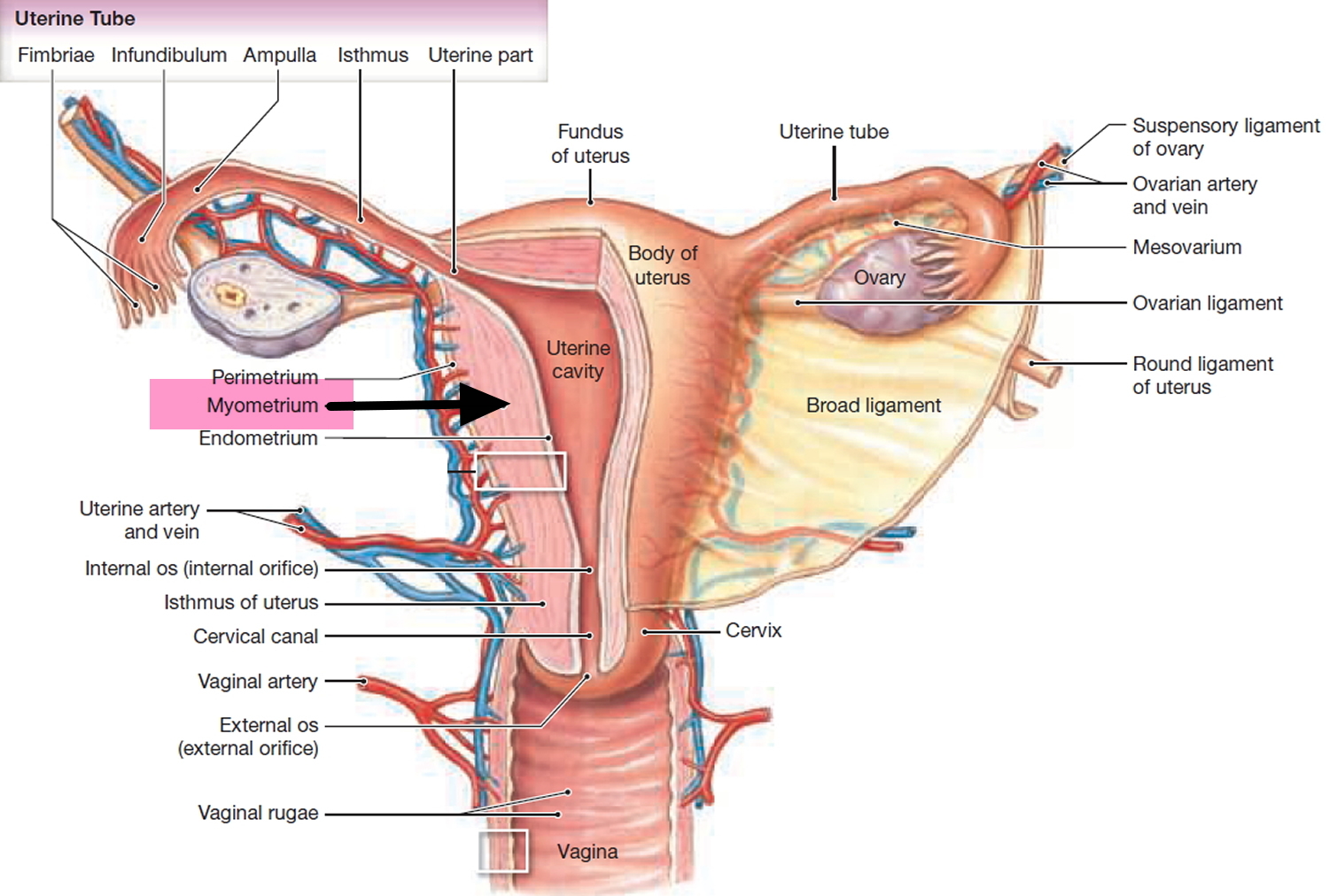 What Is The Wall Of The Uterus Called