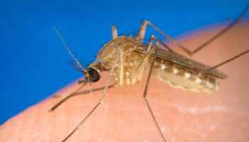 west nile virus