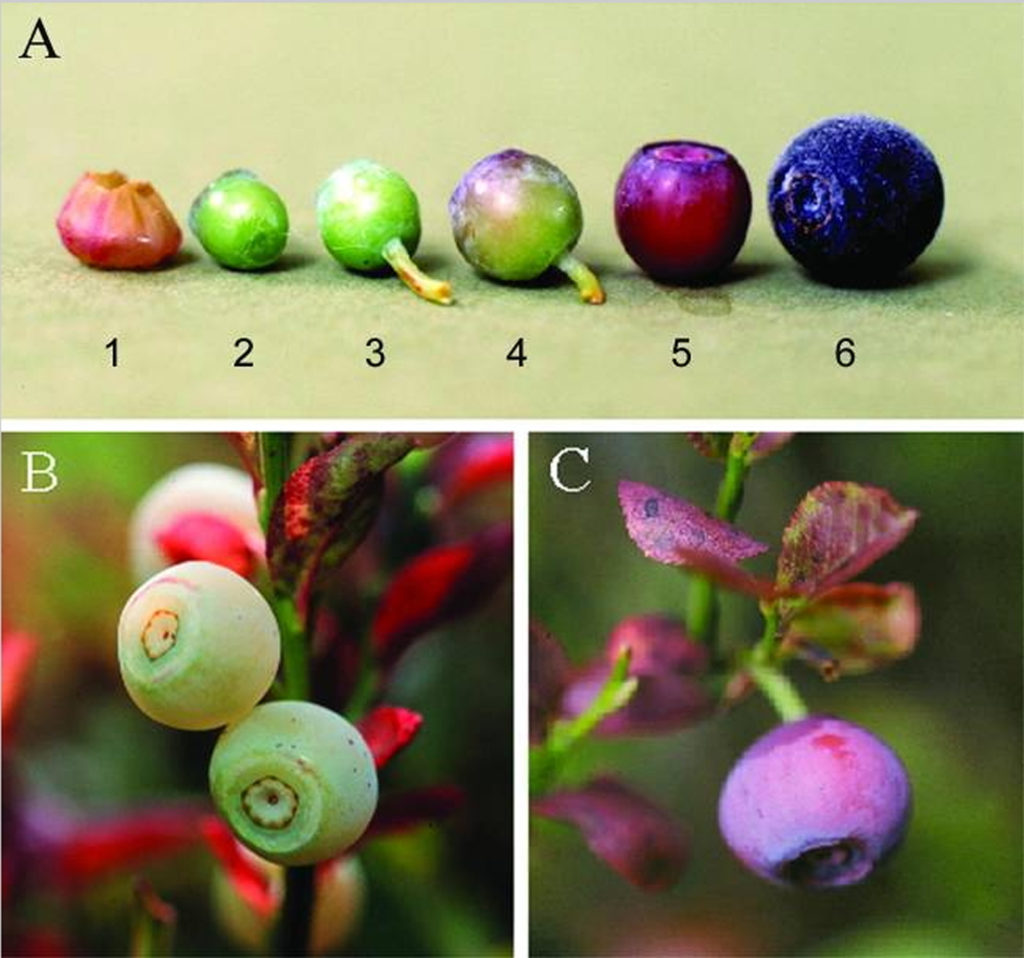 Bilberry, Bilberry Extract What Are Their Benefits & Side Effects