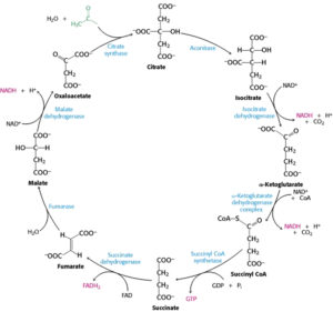 Citric Acid, Citric Acid In Food Uses. Is Citric Acid Bad For You?