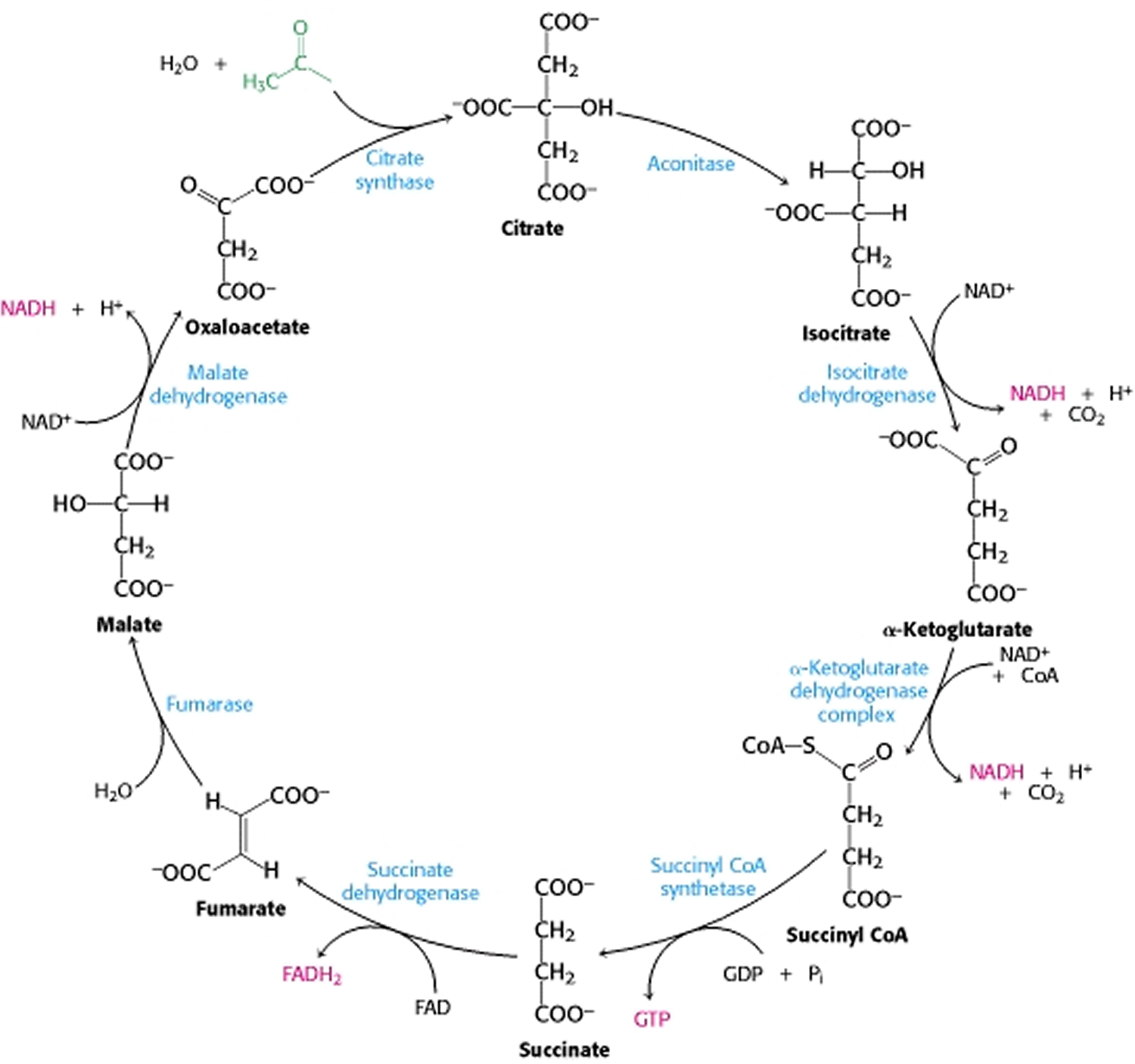 What Happens In The Citric Acid Cycle