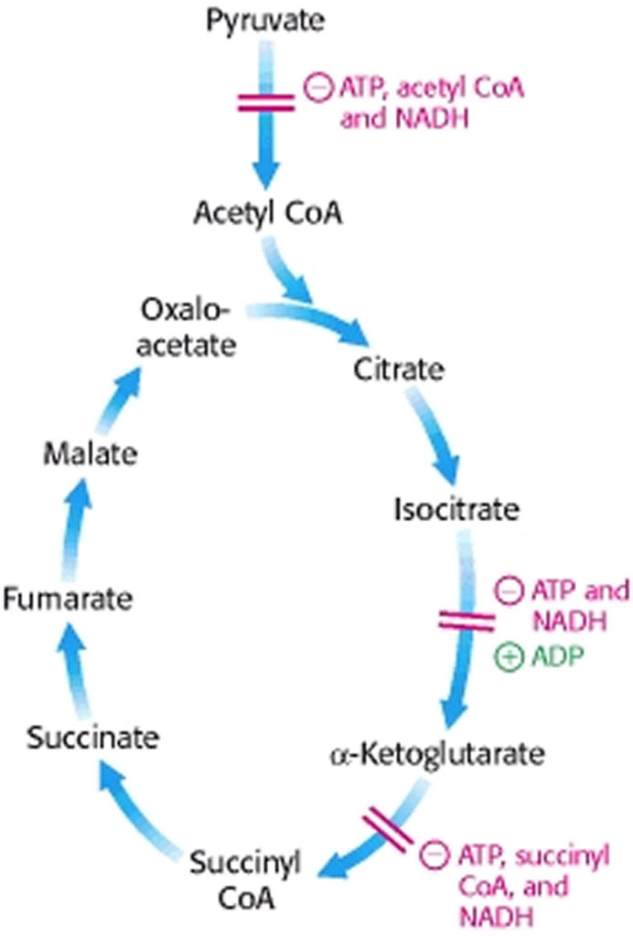 Citric Acid, Citric Acid In Food Uses. Is Citric Acid Bad For You?