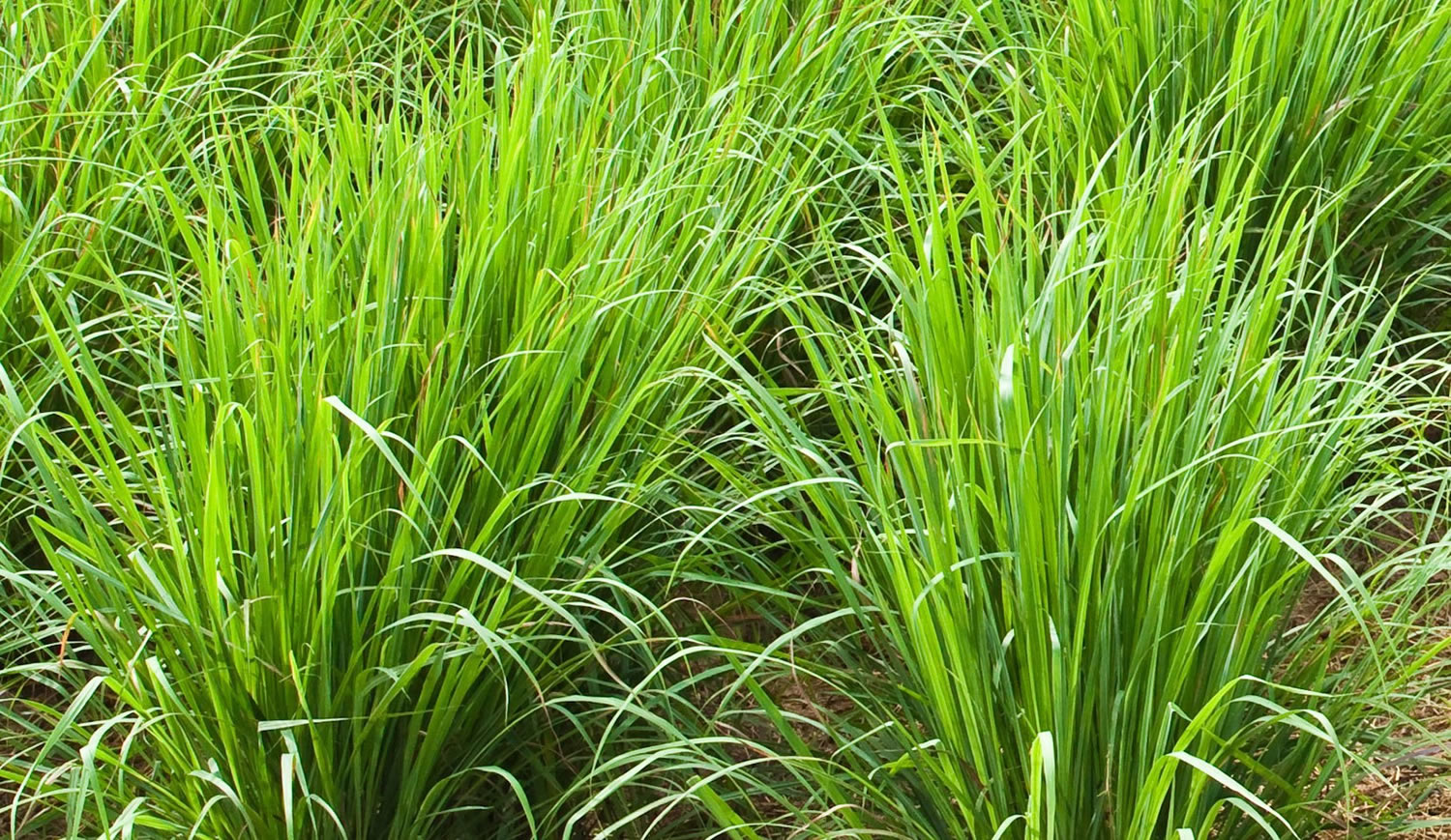 lemon grass plant