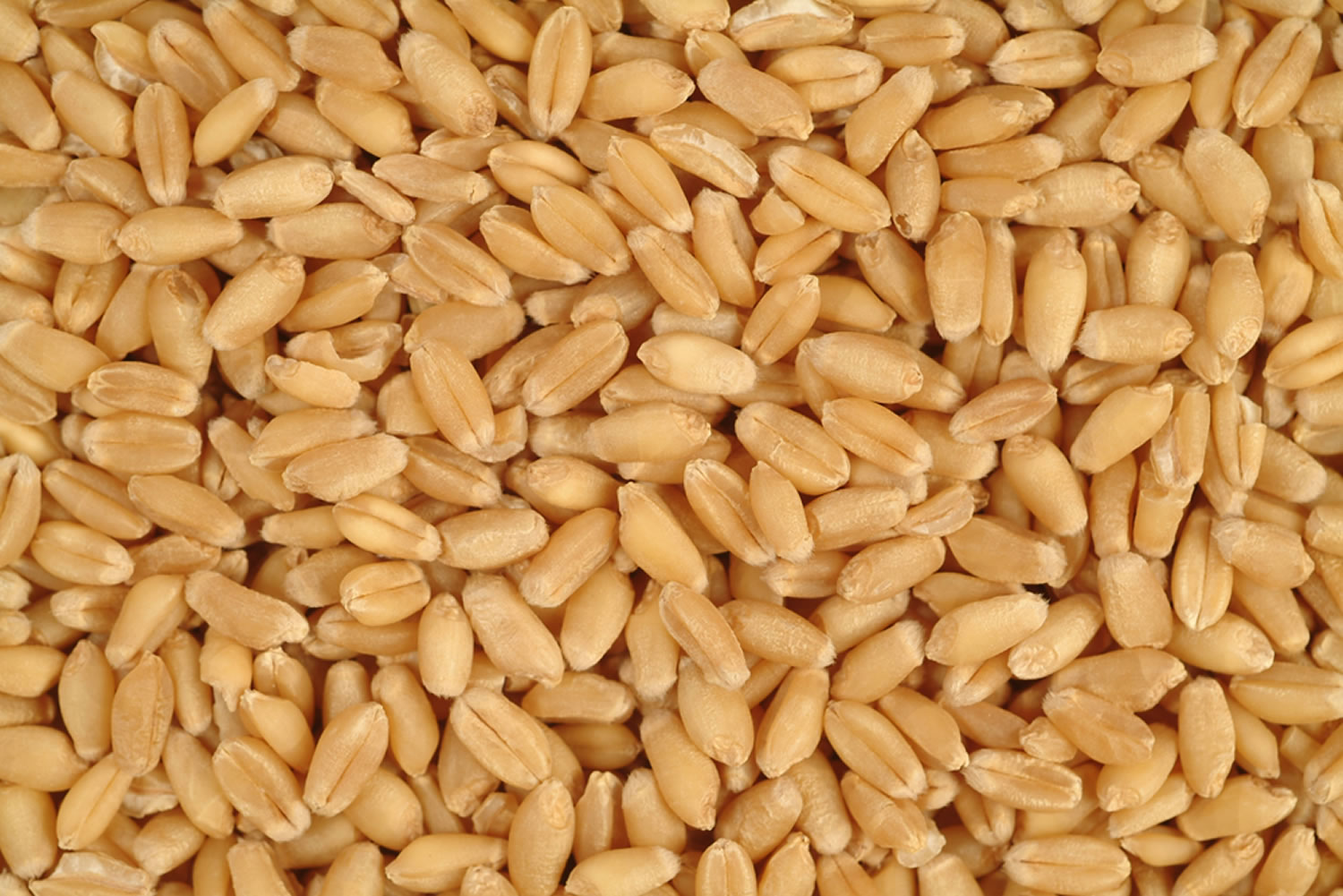 Triticum turgidum durum wheat