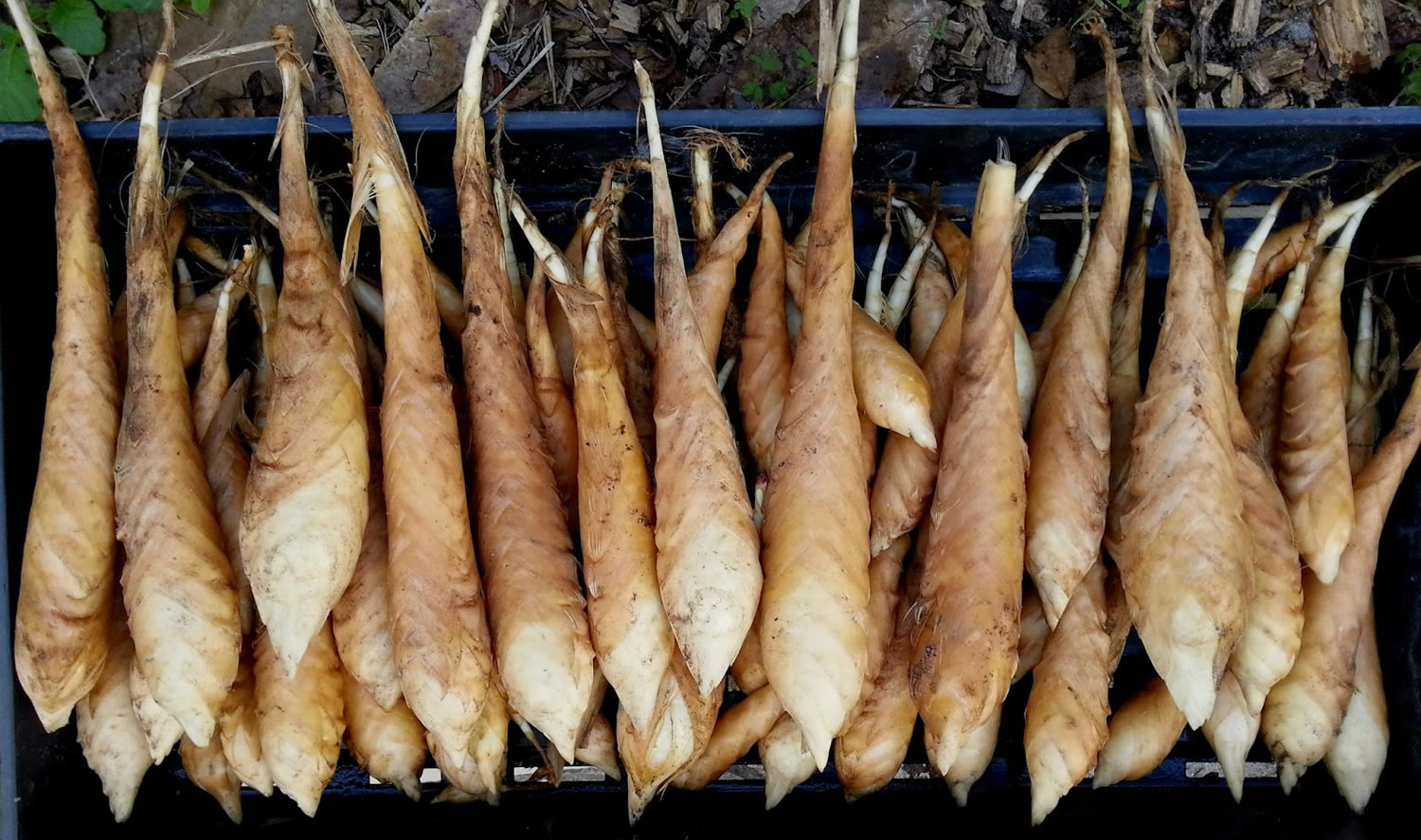 How To Say Arrowroot Flour In Spanish