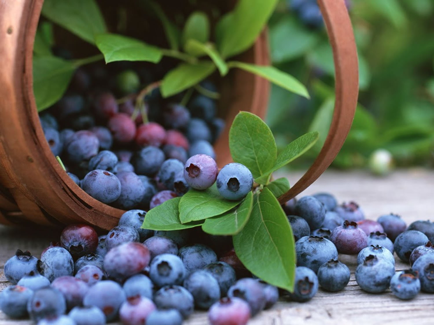 Bilberry, Bilberry Extract - What Are Their Benefits & Side Effects