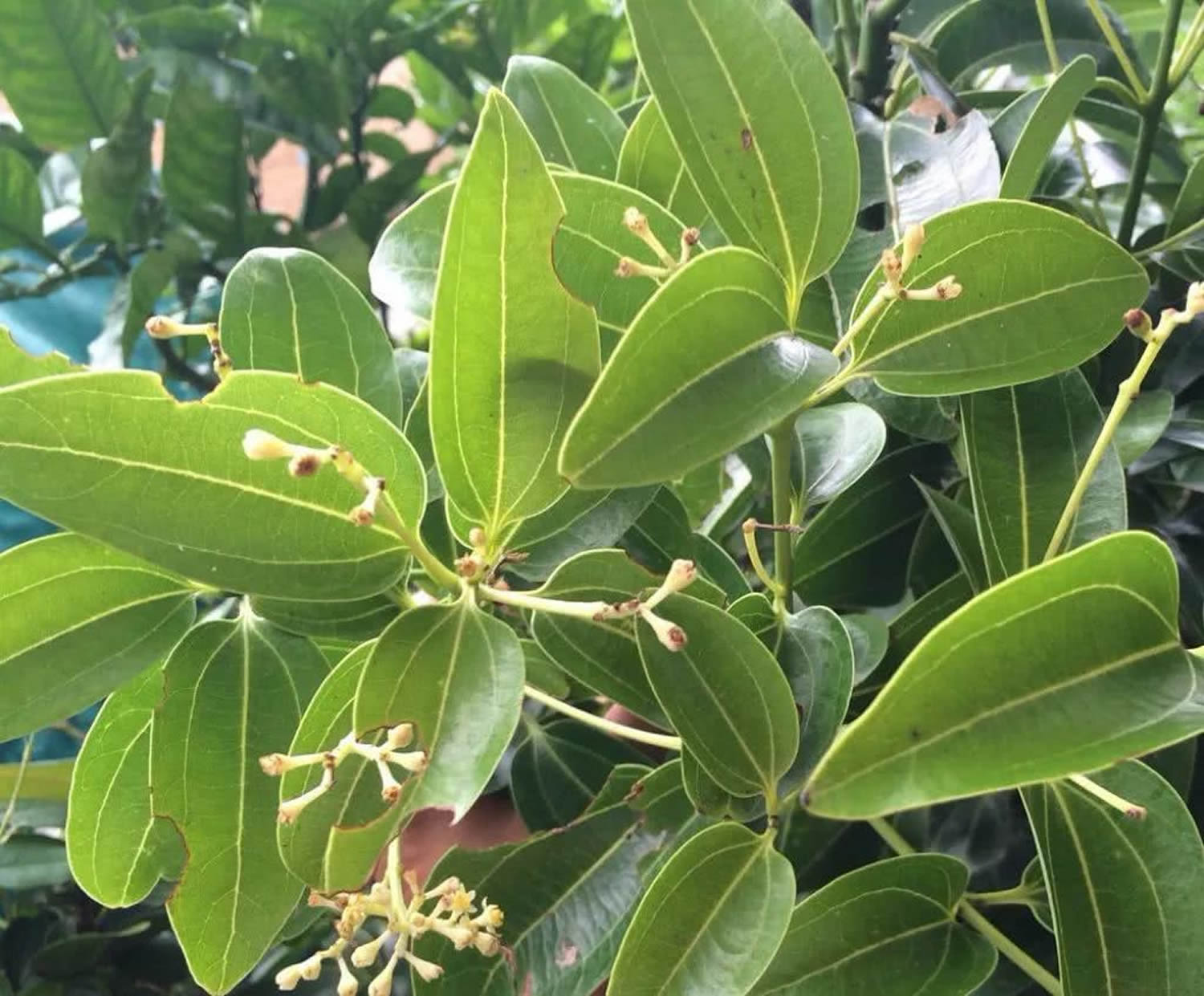 Cinnamomum Cassia Tree