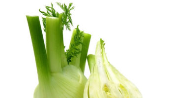 fennel bulb