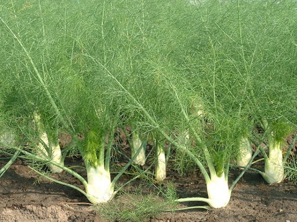 Fennel Bulb & Fennel Plant Uses, Essential Oil, and Health Benefits