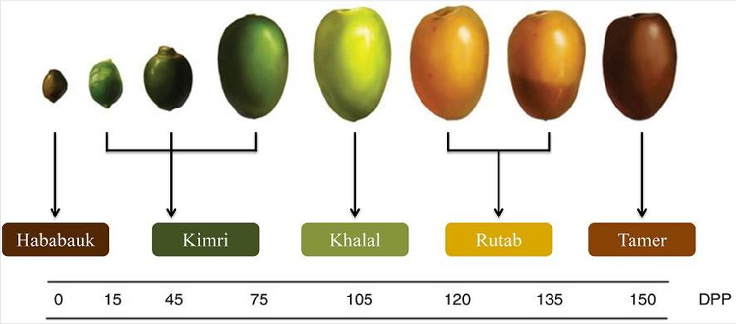 Dates, Fruit & Food Dates Nutrition Facts & Benefits of Eating Dates